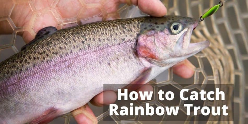 How to Catch Rainbow Trout