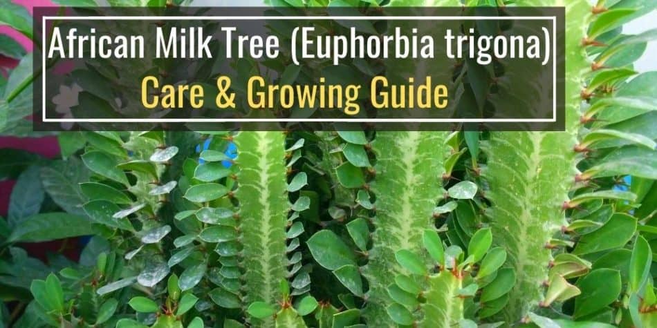 African Milk Tree (Euphorbia trigona) Care & Growing Guide