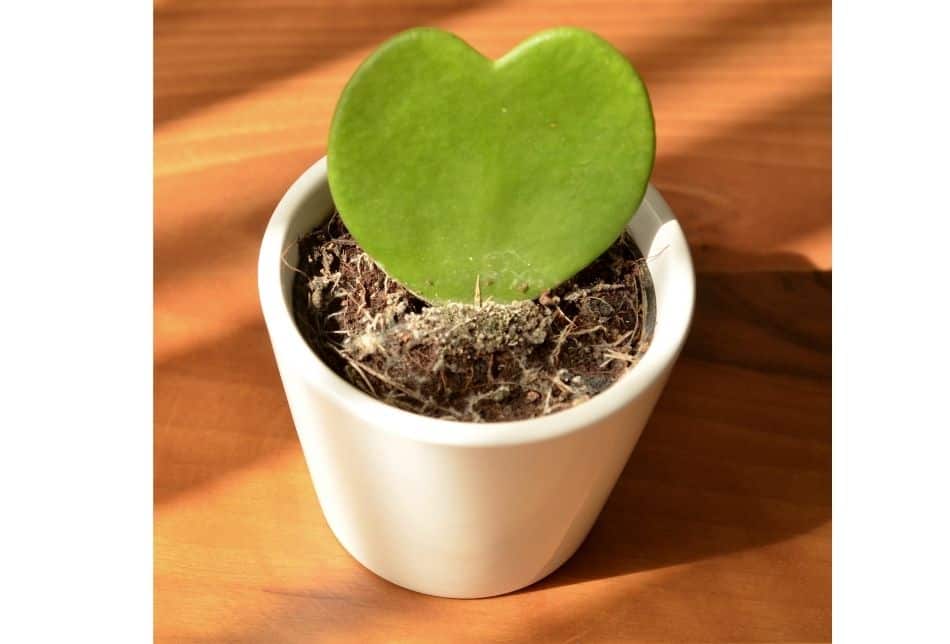 Hoya Kerii heart shaped plant