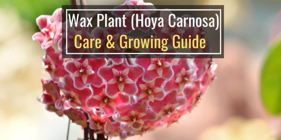 Wax Plant (Hoya Carnosa) Care & Growing Guide
